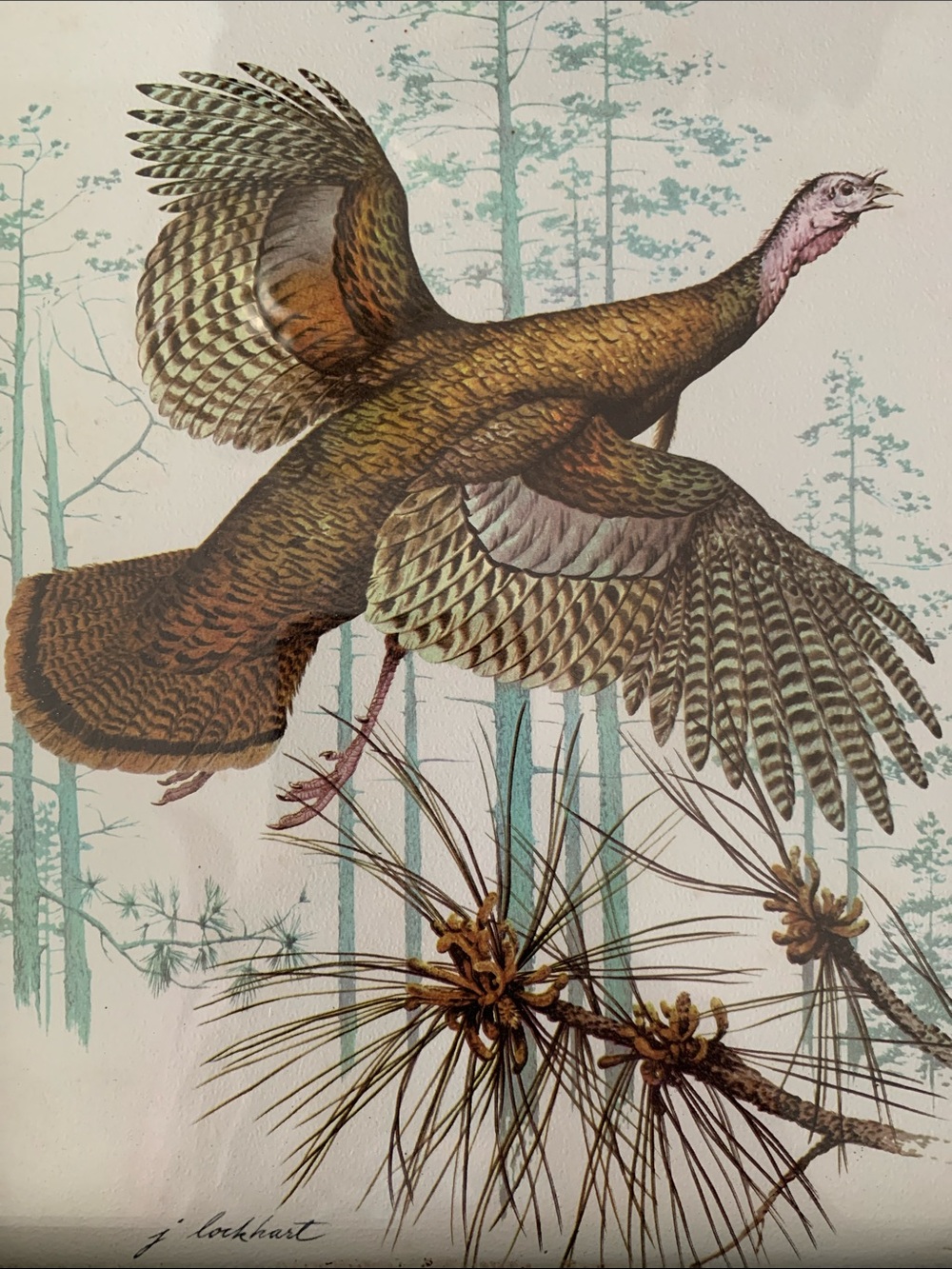 Signed Vintage Framed American Wild Turkey Print Sportsman Hunter Wall Art